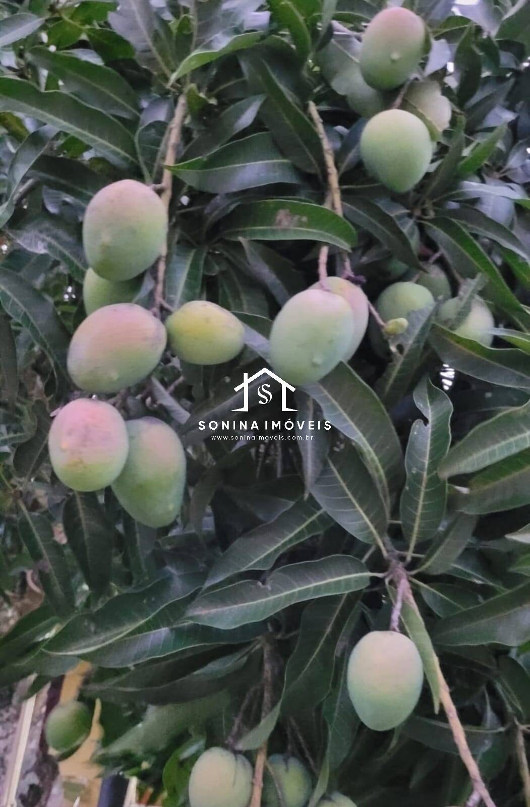 Sítio, 3 quartos, 1100 m² - Foto 5